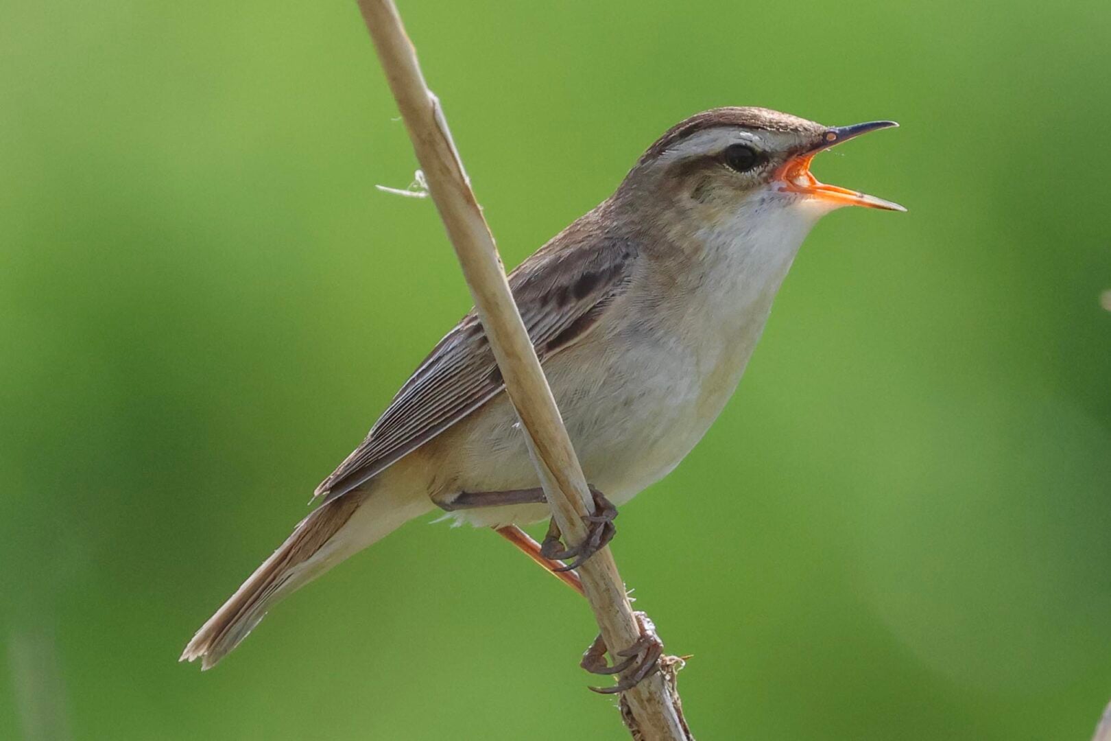 Sedge Warbler