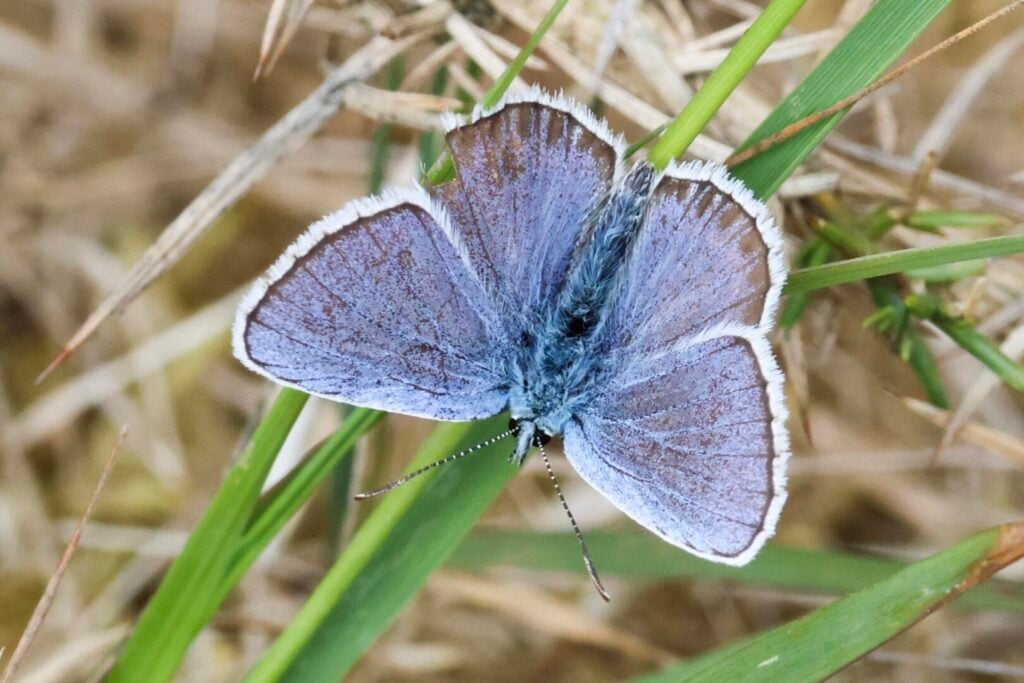 Silver-studded Blue