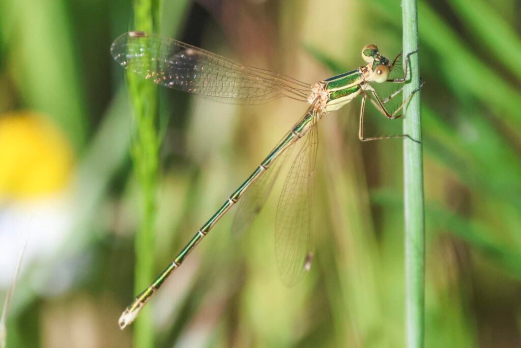 Southern Emerald damselfly