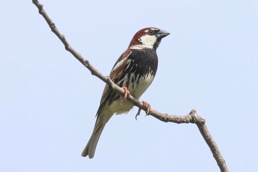 Spanish Sparrow