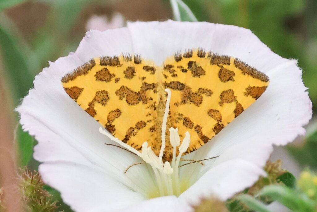 Speckled Yellow