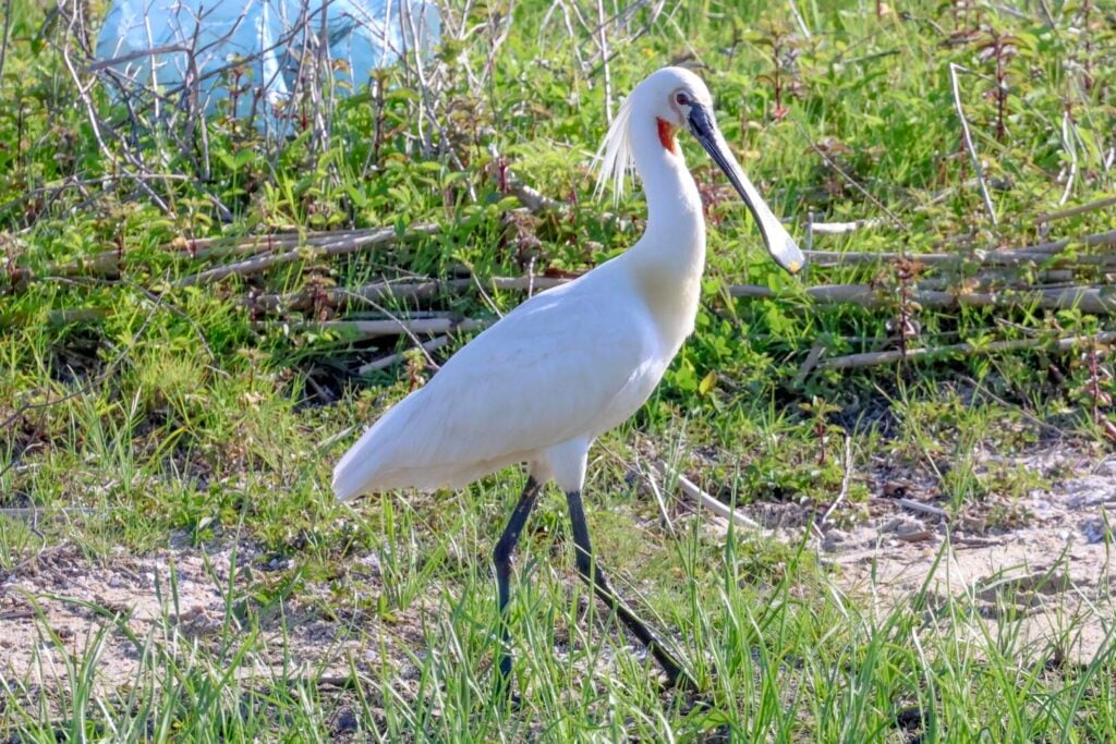 Spoonbill