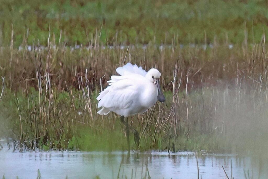 Spoonbill