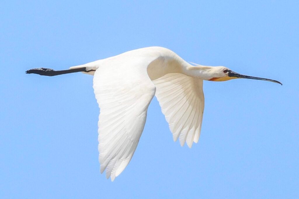 Spoonbill