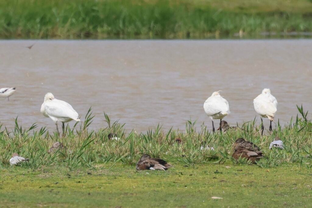 Spoonbills
