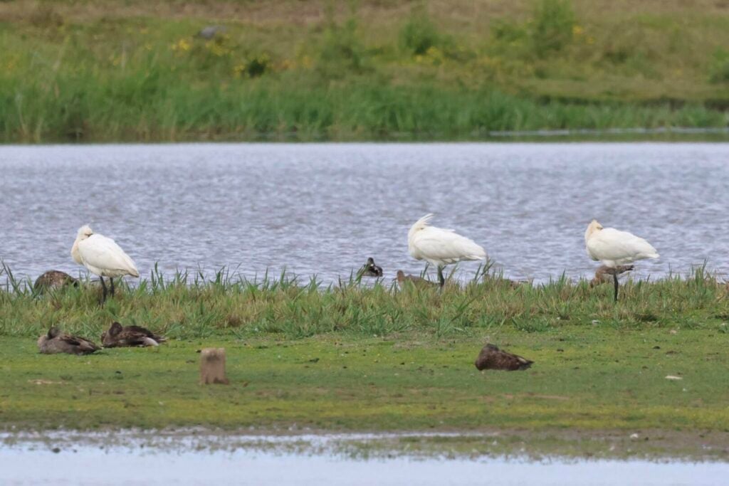 Spoonbills