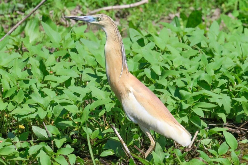 Squacco Heron