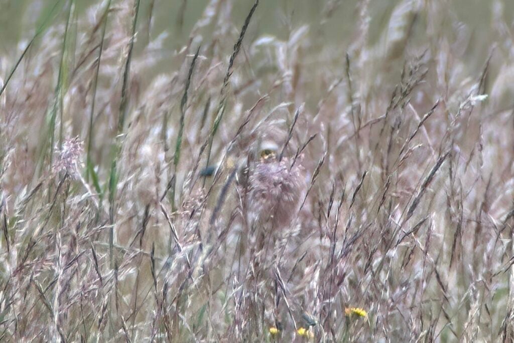 Stone Curlew