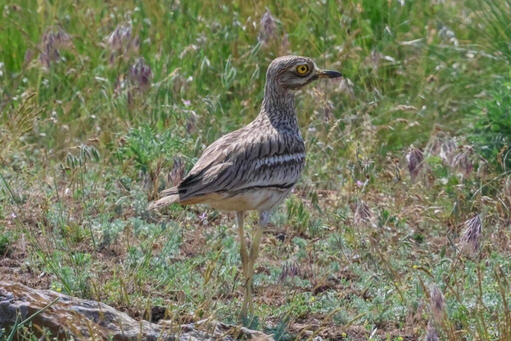 Stone Curlew