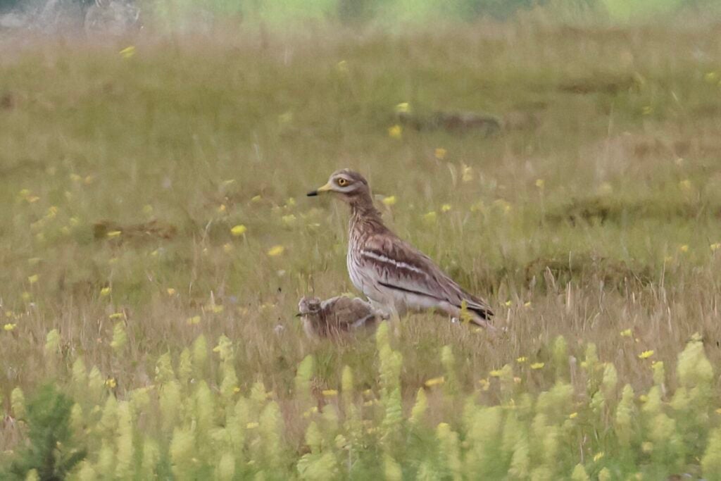 Stone Curlew