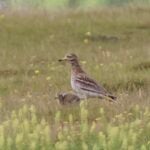Stone Curlew