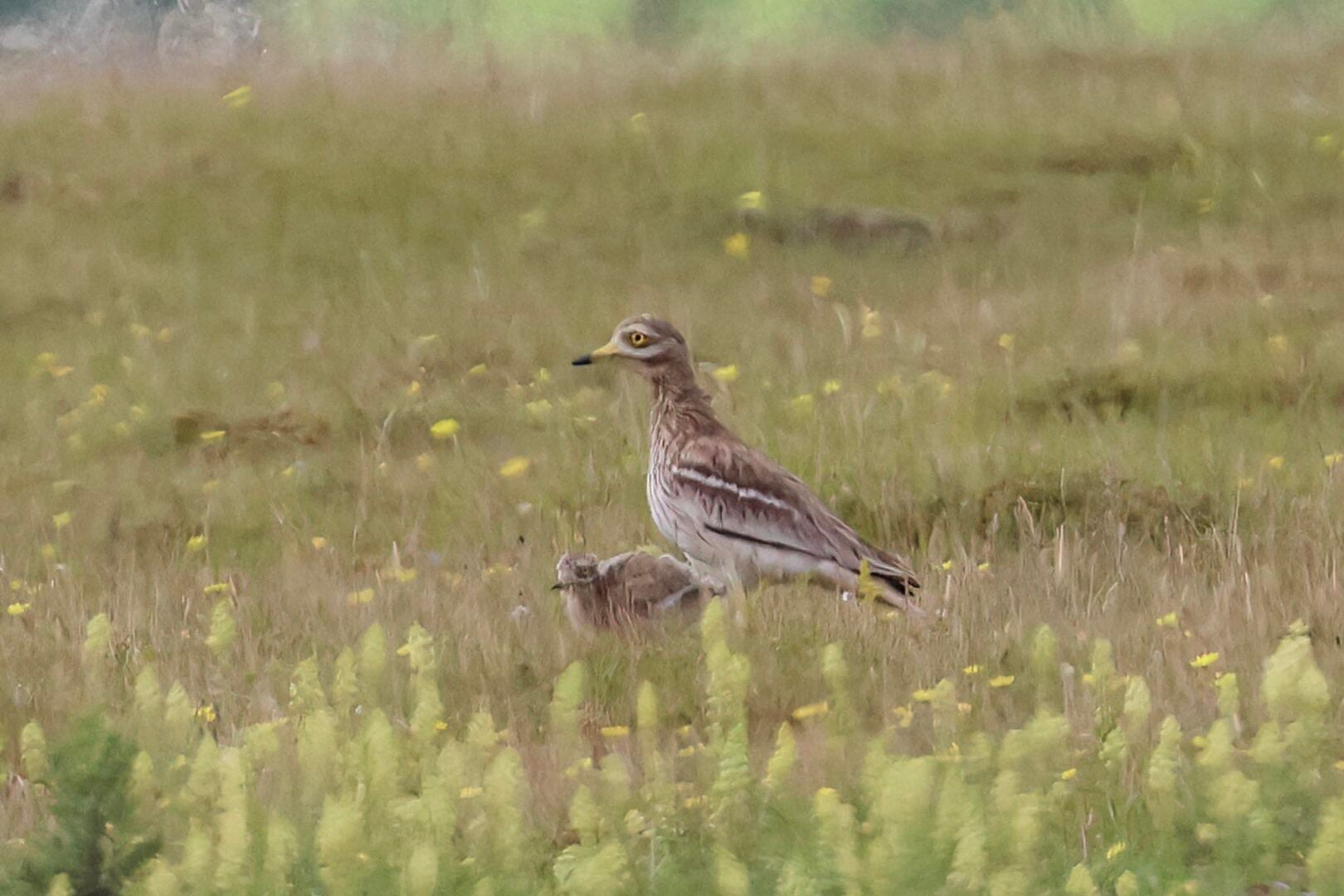 Stone Curlew