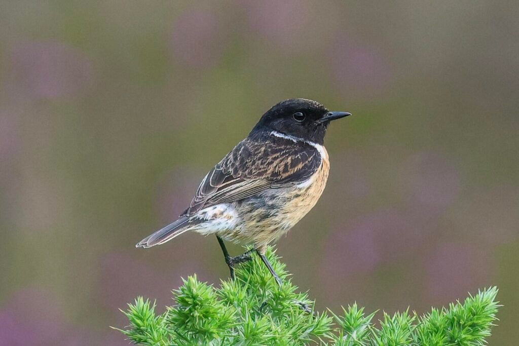 Stonechat