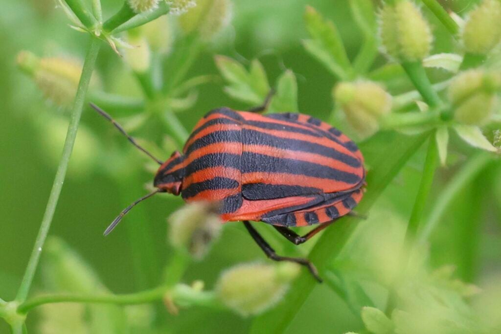 Striped Shieldbug