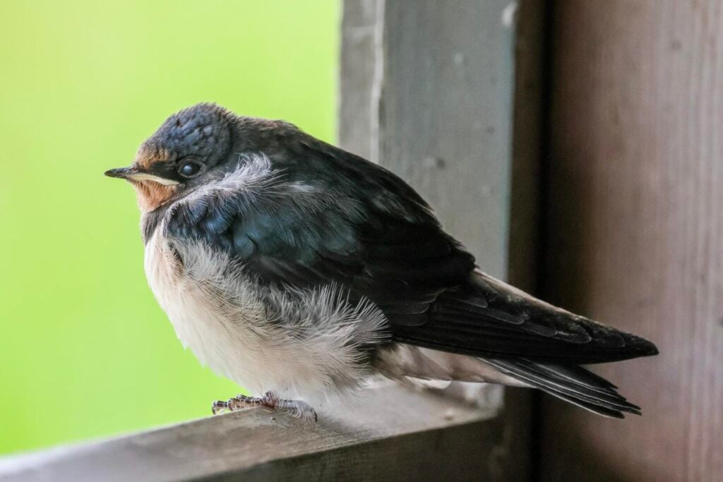 Swallow