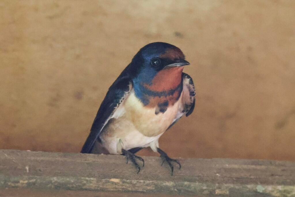 Swallow