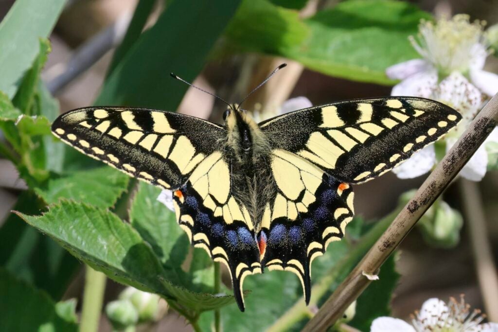 Swallowtail