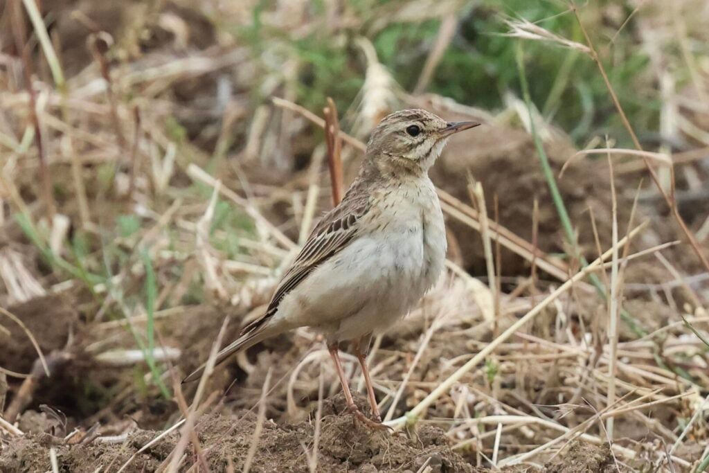 Tawny Pipit