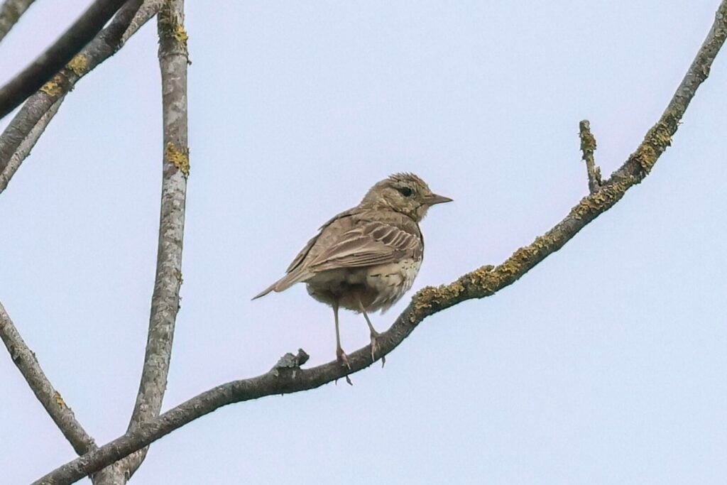 Tree Pipit