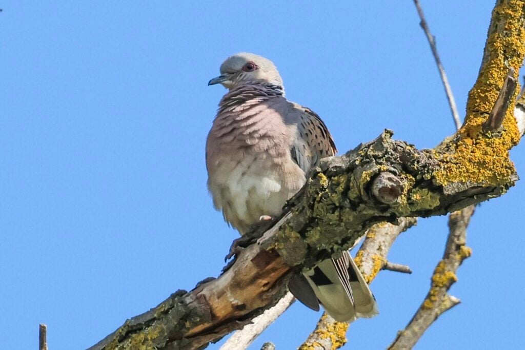 Turtle Dove
