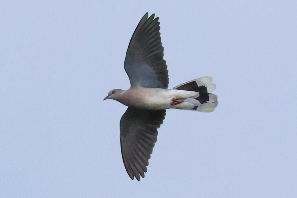 Turtle Dove