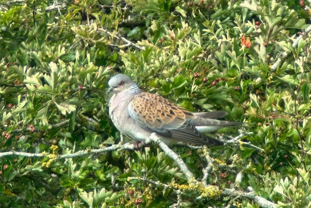 Turtle Dove