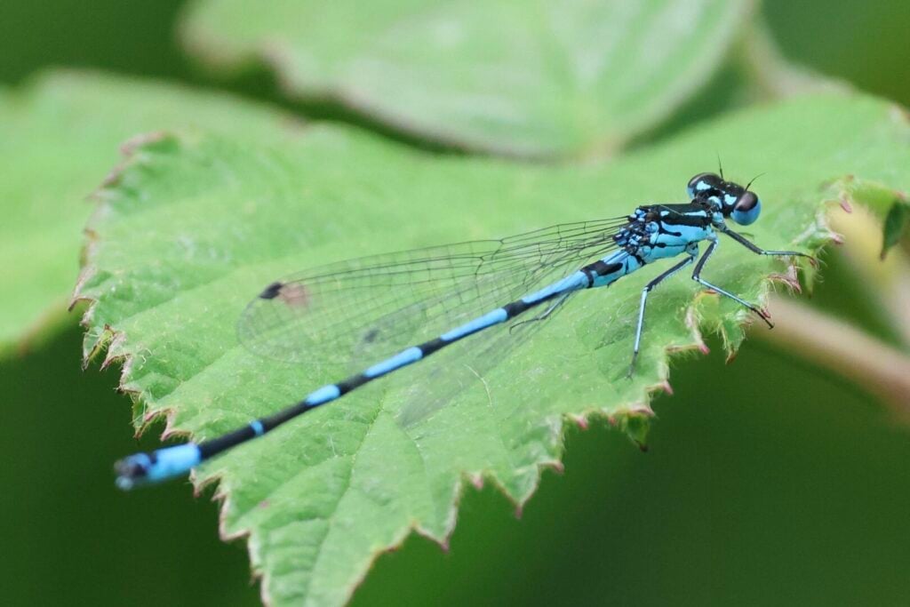 Variable Damselfly