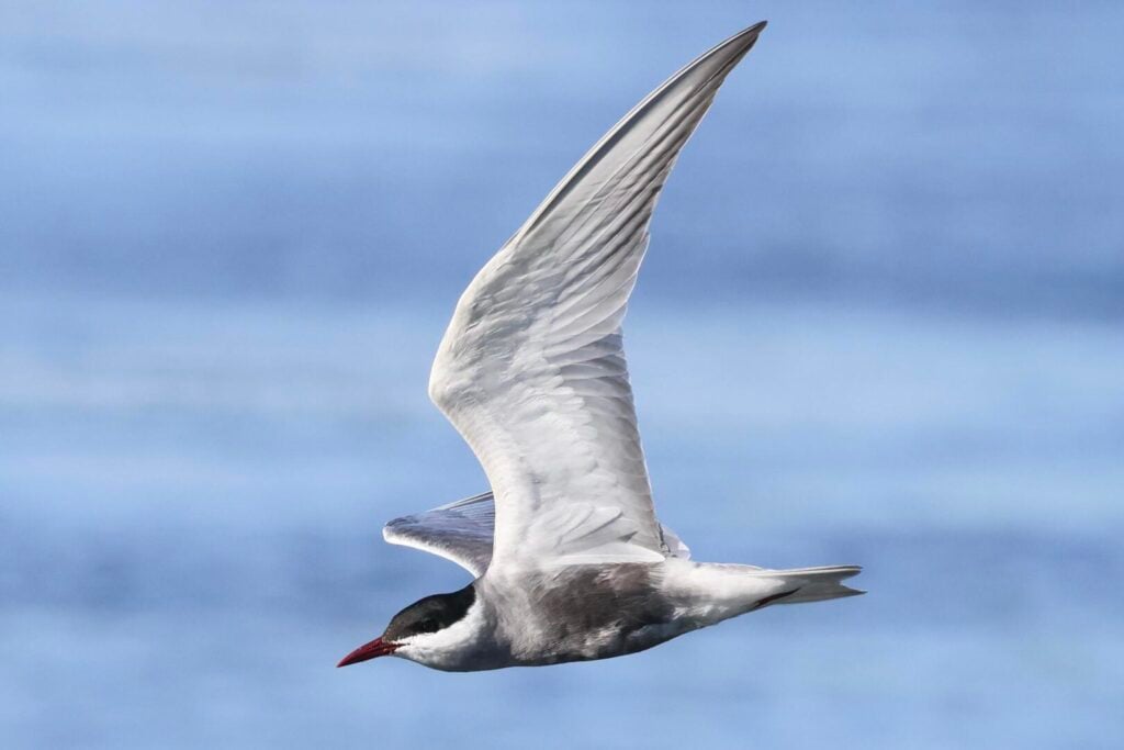 Whiskered Tern