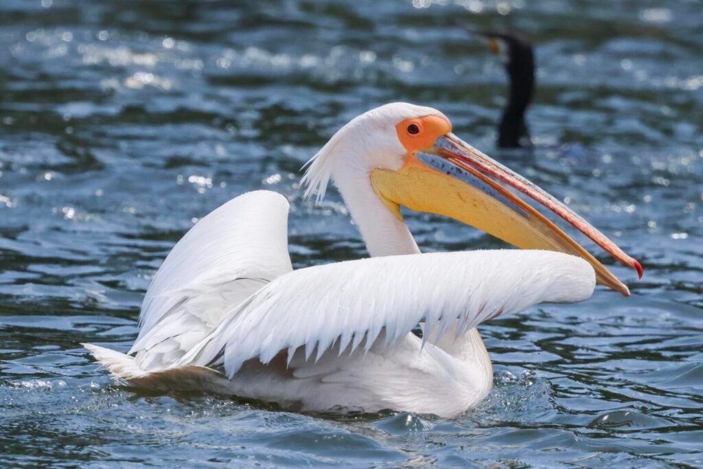 White Pelican
