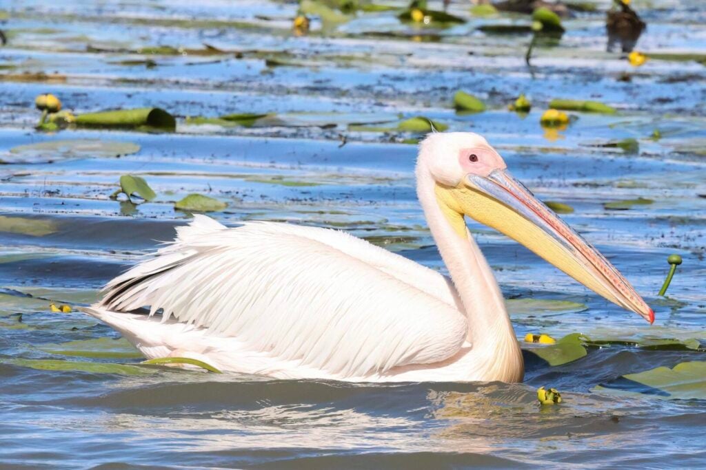 White Pelican