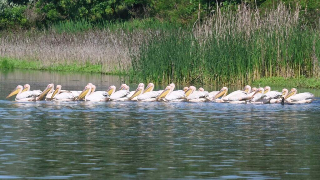 White Pelicans