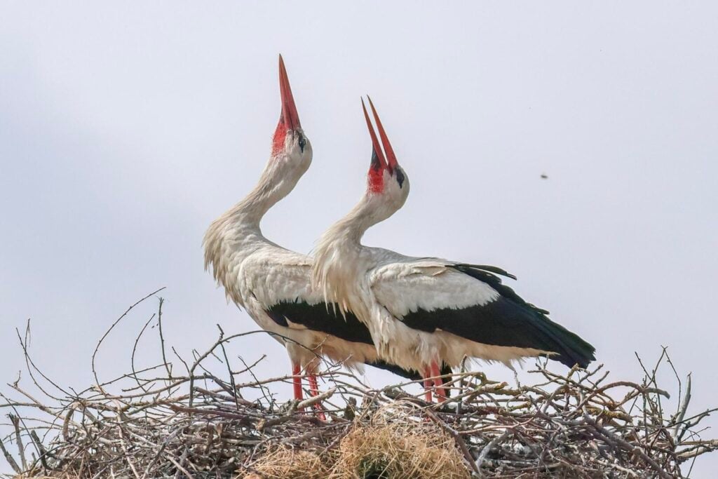 White Storks
