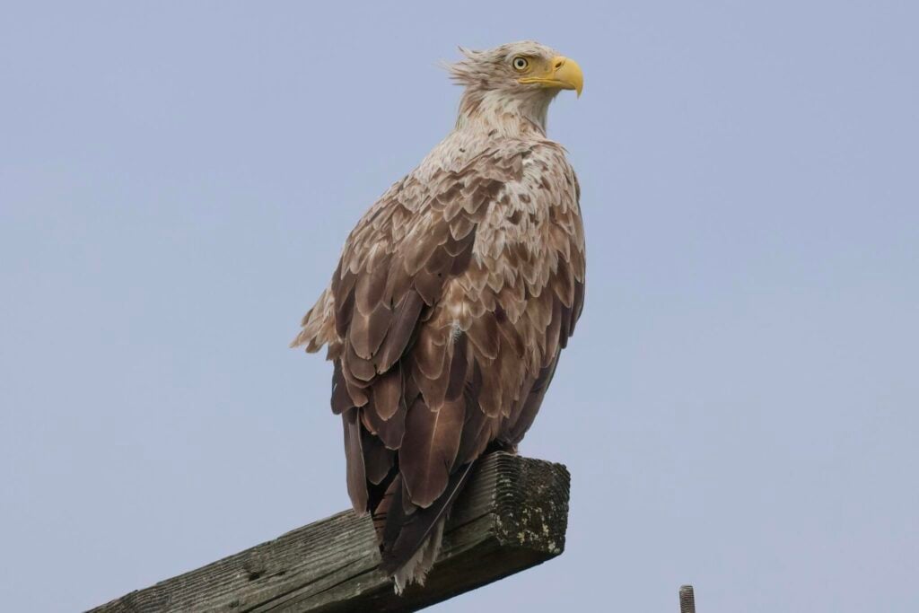White-tailed Eagle