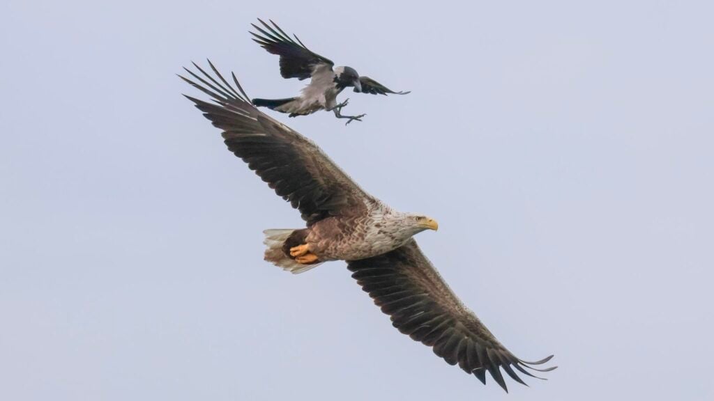 White-tailed Eagle