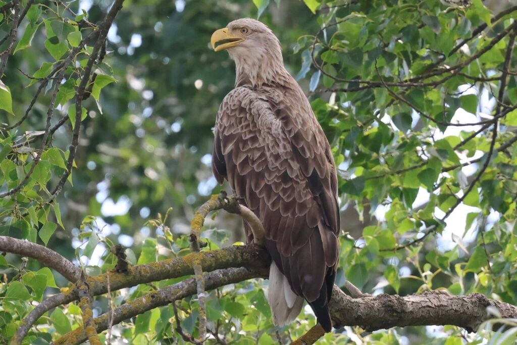 White-tailed Eagle