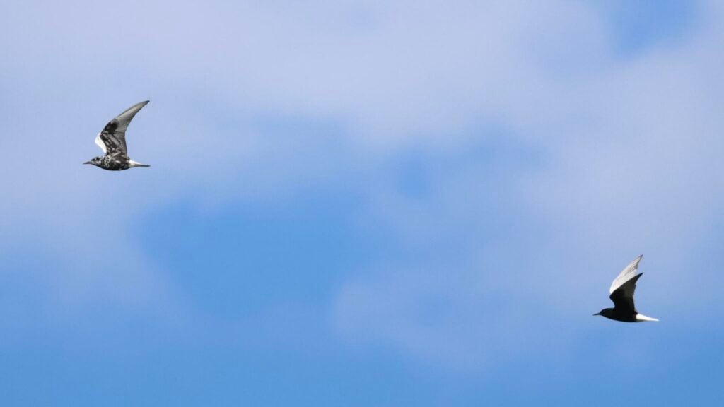 White-winged Black Terns