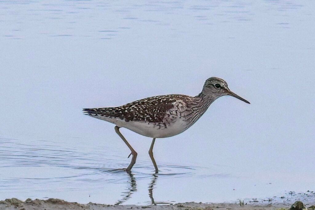 Wood Sandpiper