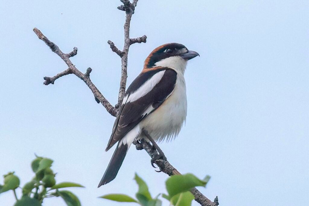 Woodchat Shrike