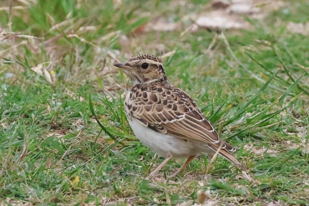 Woodlark