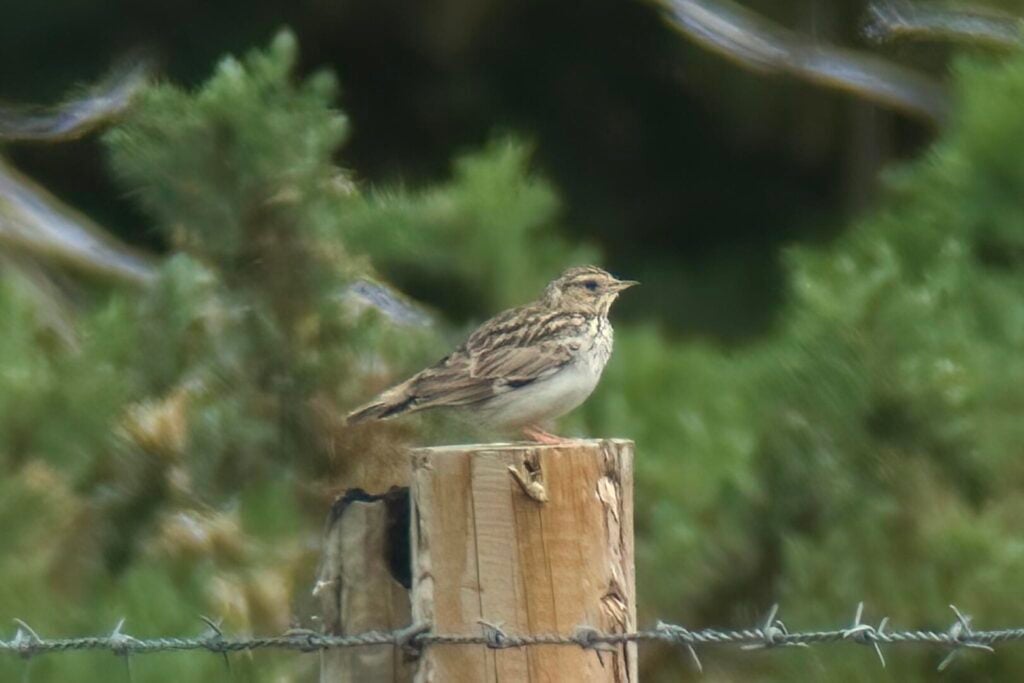 Woodlark