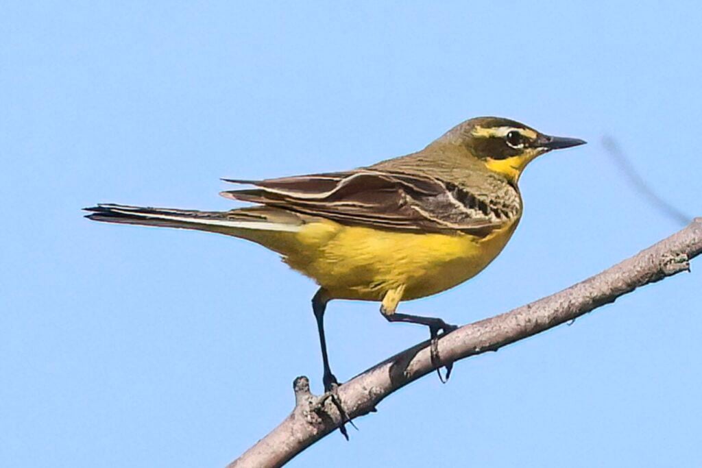 Yellow Wagtail