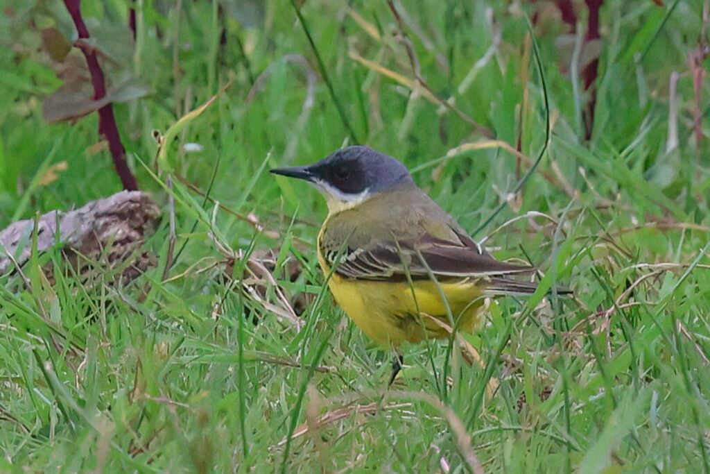 Yellow Wagtail