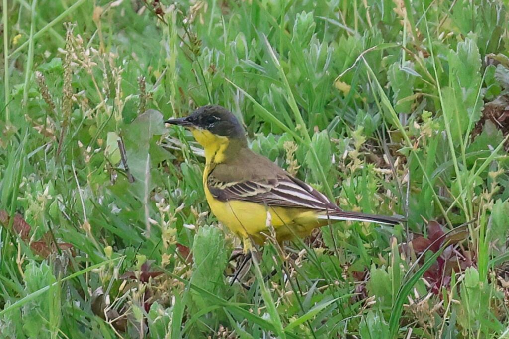 Yellow Wagtail
