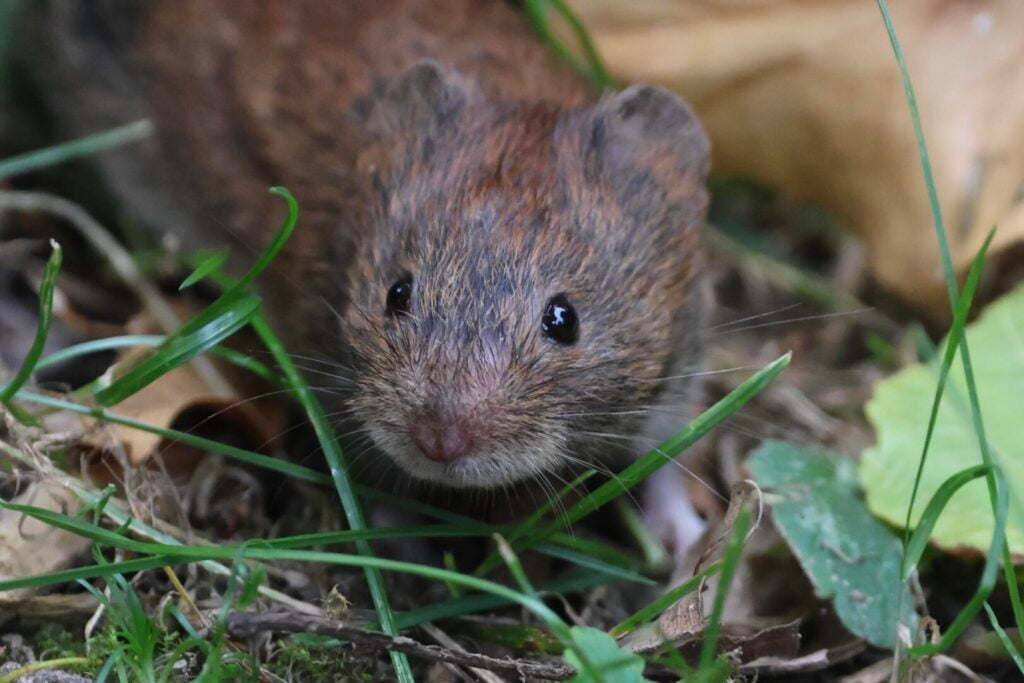 Bank Vole