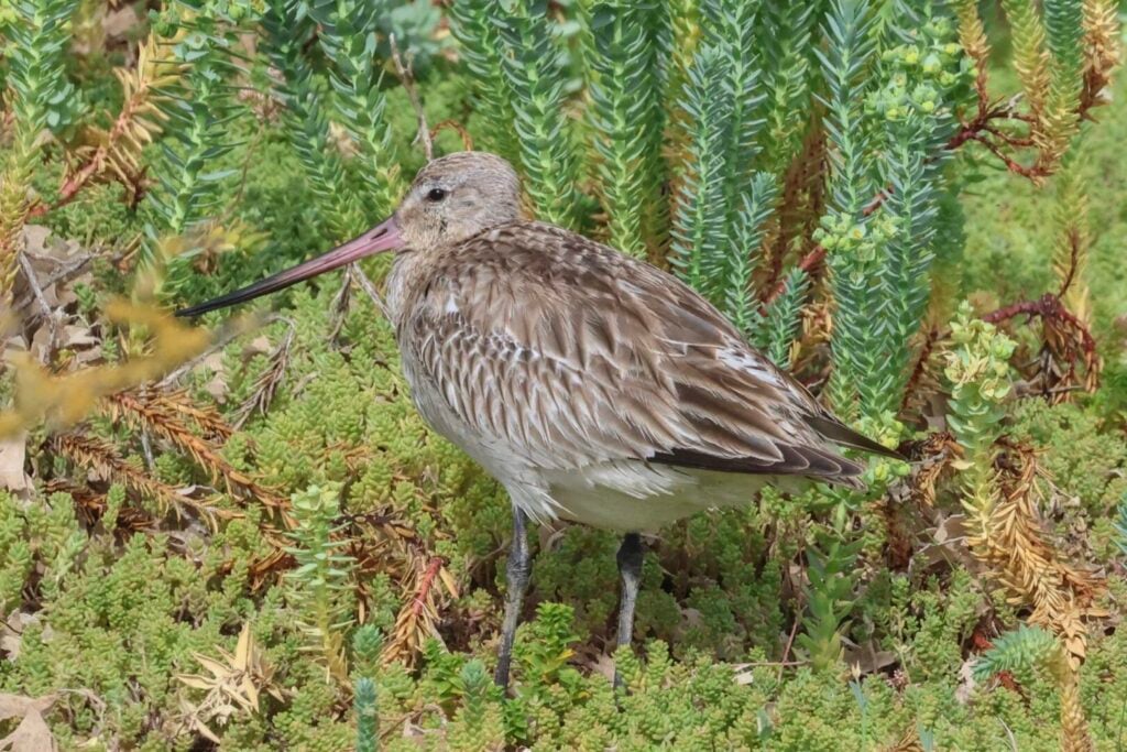 Bar-tailed Godwit