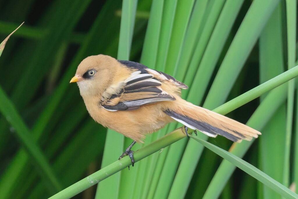Bearded Tit