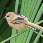 Bearded Tit