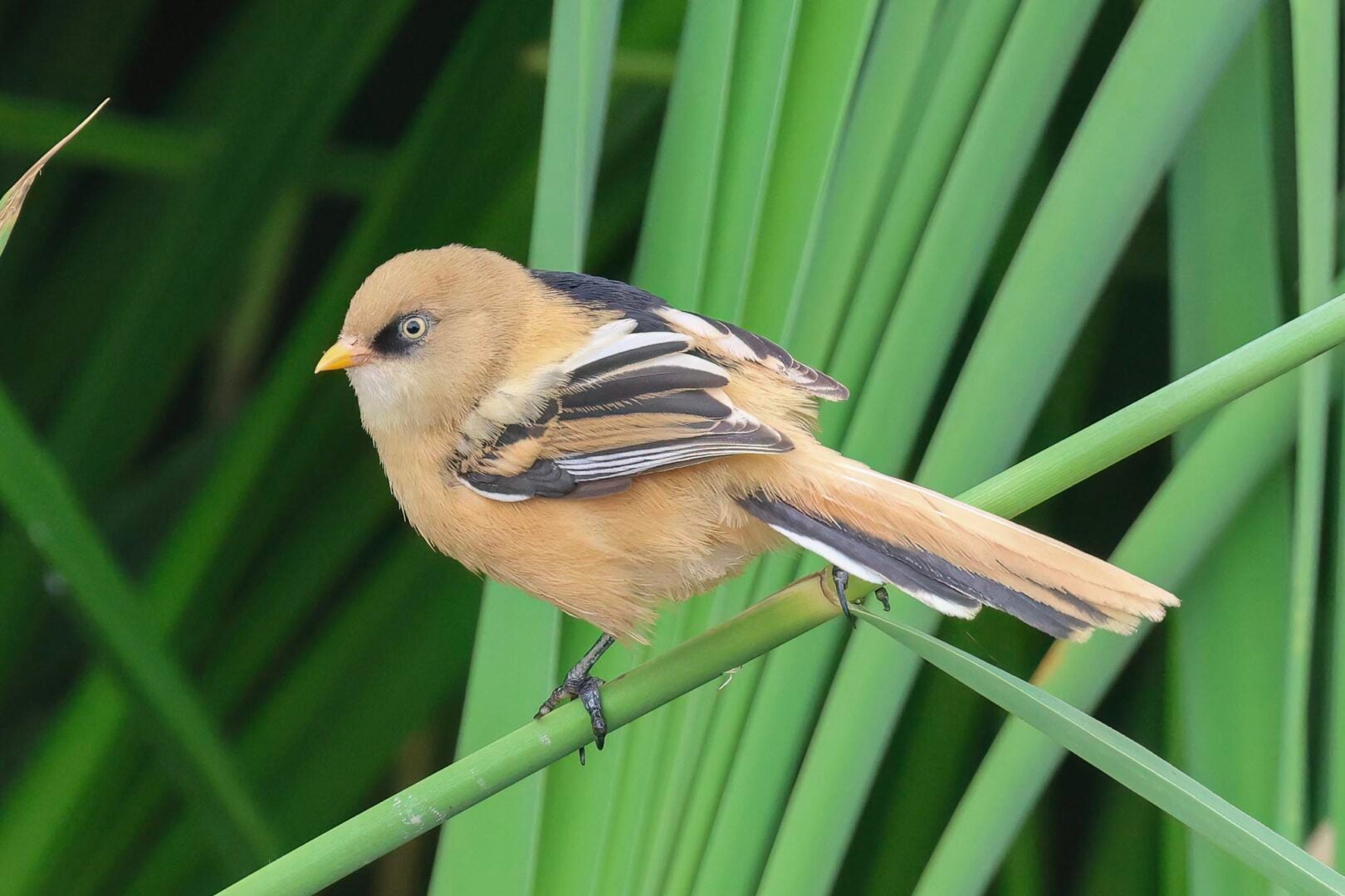 Bearded Tit