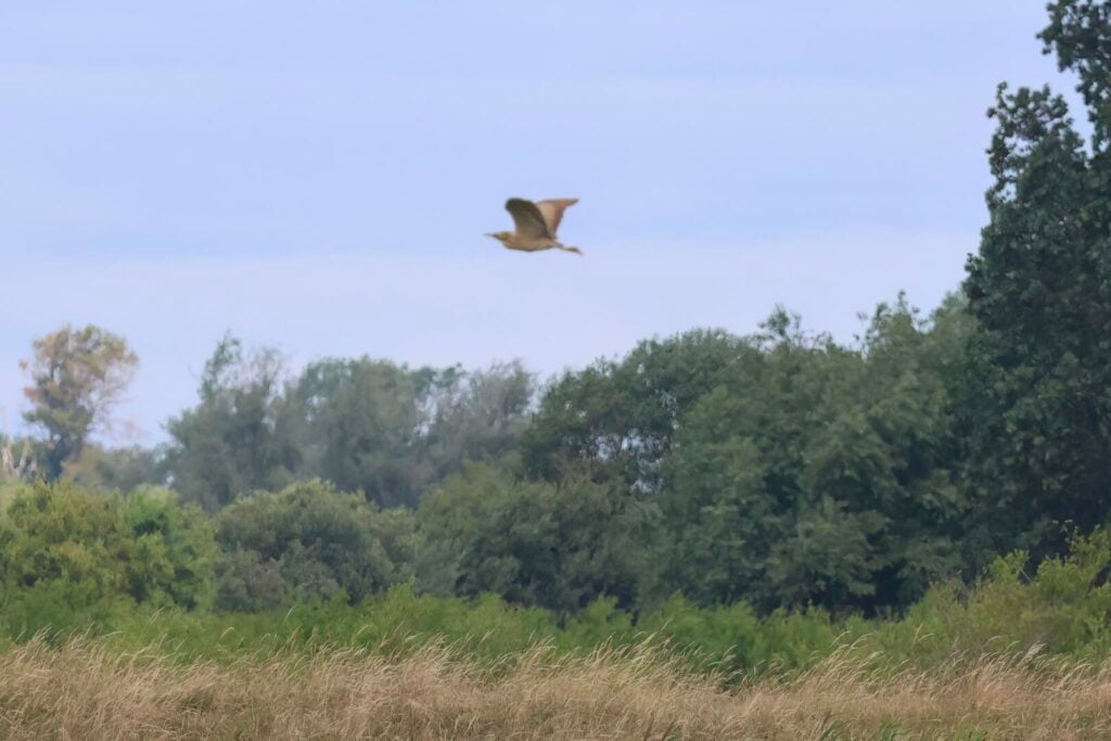 Bittern