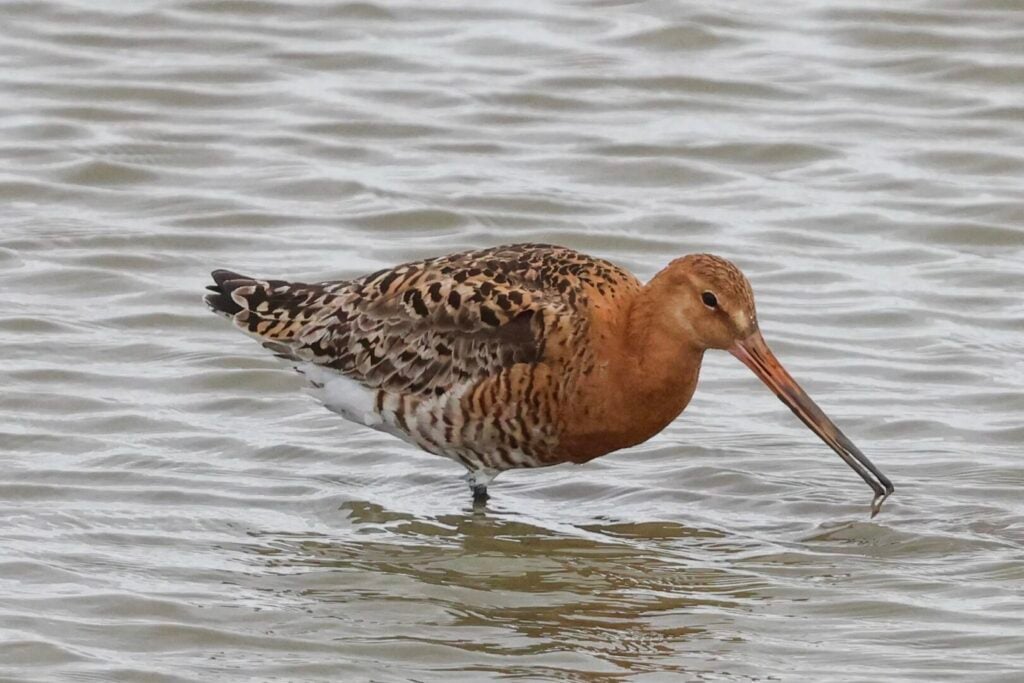 Black-tailed Godwit